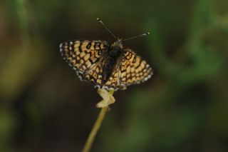parhan (Melitaea cinxia)