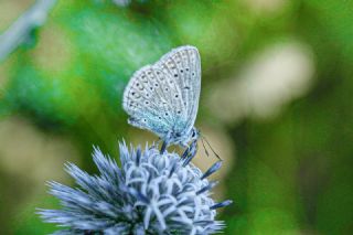 okgzl Mavi (Polyommatus icarus)