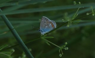 okgzl Meneke Mavisi (Polyommatus thersites)