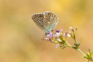 okgzl Gk Mavisi (Polyommatus bellargus)