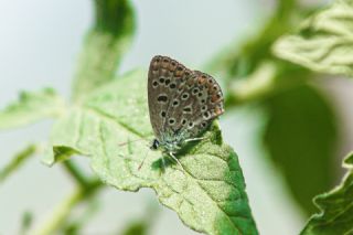 okgzl Mavi (Polyommatus icarus)