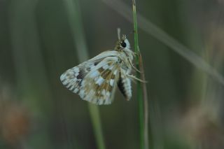 Zeytuni Zpzp (Pyrgus serratulae)