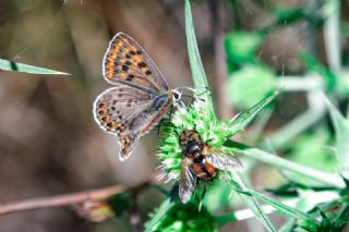 sli Bakr Gzeli (Lycaena tityrus)