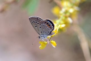 Mcevher Kelebei (Chilades trochylus)