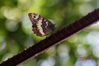 Kara Murat (Brintesia  circe)