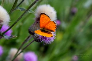 Orman Bakr Gzeli (Lycaena virgaureae)