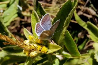 okgzl Damon Mavisi (Polyommatus damon)