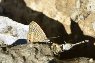 Lampides&nbsp;(Lampides&nbsp;boeticus)
