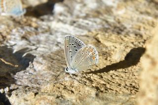 �okg�zl� K���k Turan Mavisi&nbsp;(Polyommatus&nbsp;cornelius)