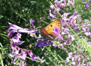 Alev Ategzeli (Lycaena kefersteinii)
