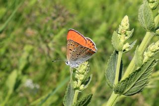 K���k Ate� G�zeli&nbsp;(Lycaena&nbsp;thersamon)
