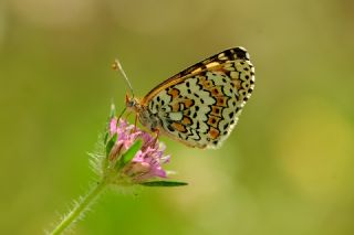 parhan (Melitaea cinxia)