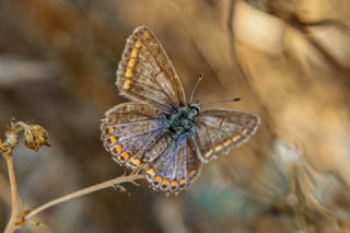 okgzl Mavi (Polyommatus icarus)