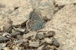 okgzl Yalanc illi Mavi (Polyommatus corydonius)