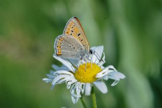 Byk Mor Bakr Gzeli (Lycaena alciphron)
