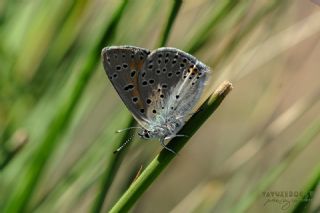 Byk Mor Bakr Gzeli (Lycaena alciphron)