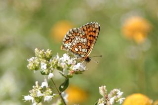 Amannisa (Melitaea athalia)