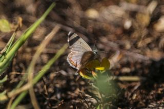 okgzl Balkan Mavisi (Aricia anteros )