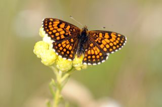 Amannisa (Melitaea athalia)