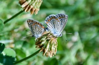 okgzl Mavi (Polyommatus icarus)