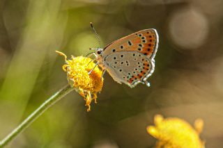 Kk Ate Gzeli (Lycaena thersamon)