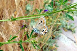 �okg�zl� Mavi&nbsp;(Polyommatus&nbsp;icarus)