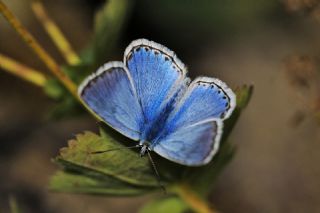 okgzl Yalanc illi Mavi (Polyommatus corydonius)