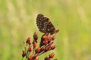 Amannisa&nbsp;(Melitaea&nbsp;athalia)