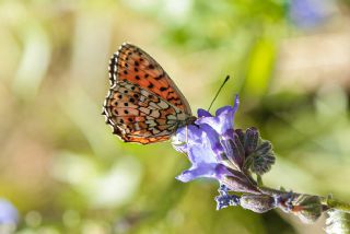 ift Noktal Brentis (Brenthis hecate)