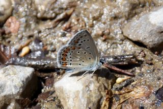 okgzl Mavi (Polyommatus icarus)