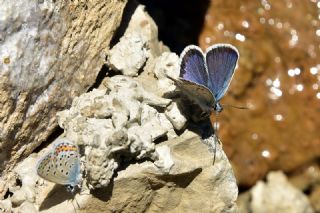 �das Mavisi, Esmerg�z&nbsp;(Plebejus&nbsp;idas)