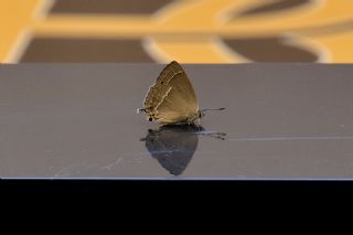 Morme�e&nbsp;(Favonius&nbsp;quercus)