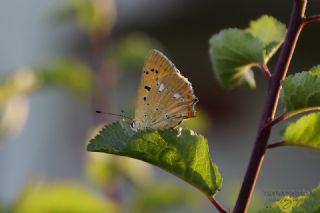 Orman Bakr Gzeli (Lycaena virgaureae)