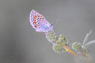 Anadolu Esmergz (Plebejus modicus)