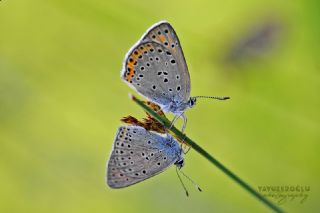 Byk Mor Bakr Gzeli (Lycaena alciphron)