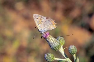 Benekli Bak�r G�zeli&nbsp;(Lycaena&nbsp;phlaeas)