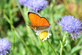 Alev Ate�g�zeli&nbsp;(Lycaena&nbsp;kefersteinii)