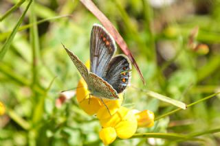 okgzl Mavi (Polyommatus icarus)