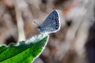 �okg�zl� Mavi&nbsp;(Polyommatus&nbsp;icarus)