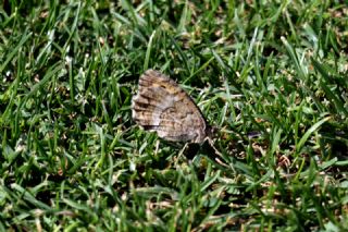 Seyit&nbsp;(Arethusana&nbsp;arethusa)