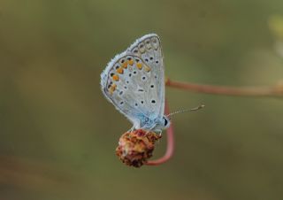 ? Tan�ms�z T�r&nbsp;(n/a&nbsp;NA)