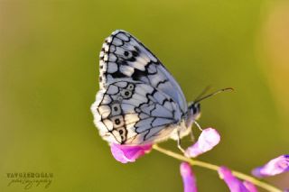 Anadolu Melikesi (Melanargia larissa)