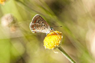 okgzl Mavi (Polyommatus icarus)