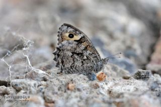 Anadolu Kzlmelei (Hipparchia pellucida)