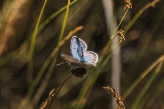 okgzl Balkan Mavisi (Aricia anteros )