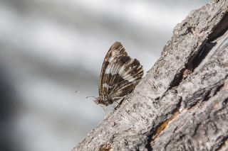 Kara Murat&nbsp;(Brintesia &nbsp;circe)