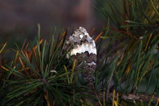 Kara Murat (Brintesia  circe)