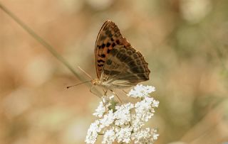 Cengaver (Argynnis paphia)