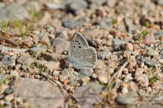 okgzl Edon Mavisi (Polyommatus aedon)