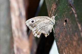 Beyaz Damarl Pirireis (Satyrus amasinus)